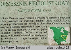 Carya ovata (orzesznik pięciolistkowy)