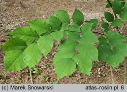 Cladrastis kentukea (strączyn żółty)