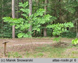 Cladrastis kentukea (strączyn żółty)