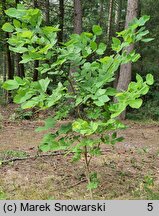 Cladrastis kentukea (strączyn żółty)