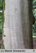 Fagus sylvatica (buk zwyczajny)