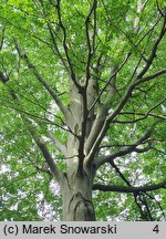 Fagus sylvatica (buk zwyczajny)