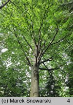 Fagus sylvatica (buk zwyczajny)