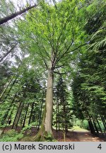 Fagus sylvatica (buk zwyczajny)