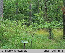 Crataegus persimilis cv. Splendens (głóg śliwolistny 'Splendens')