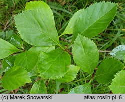 Crataegus persimilis cv. Splendens (głóg śliwolistny 'Splendens')