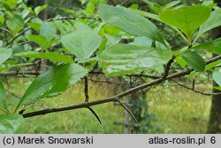 Crataegus persimilis ‘Splendens’ (głóg śliwolistny 'Splendens')