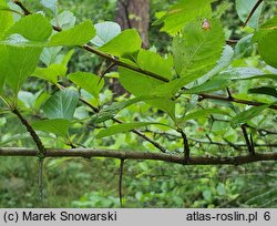 Crataegus persimilis ‘Splendens’ (głóg śliwolistny 'Splendens')