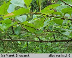 Crataegus persimilis ‘Splendens’ (głóg śliwolistny 'Splendens')