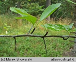 Crataegus persimilis cv. Splendens (głóg śliwolistny 'Splendens')