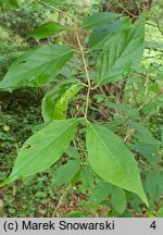 Lonicera ×purpusii (suchodrzew Purpusa)