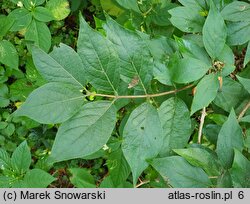 Lonicera ×purpusii (suchodrzew Purpusa)