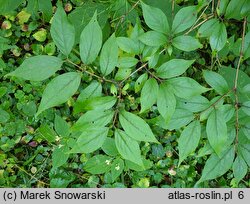 Lonicera ×purpusii (suchodrzew Purpusa)