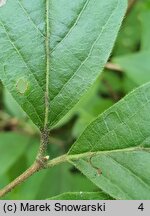 Lonicera ×purpusii (suchodrzew Purpusa)