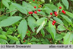 Lonicera chrysantha var. chrysantha (suchodrzew mandżurski)