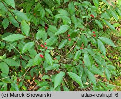 Lonicera chrysantha var. chrysantha (suchodrzew mandżurski)