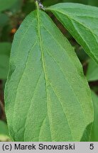 Lonicera chrysantha var. chrysantha (suchodrzew mandżurski)