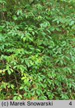 Lonicera chrysantha var. chrysantha (suchodrzew mandżurski)