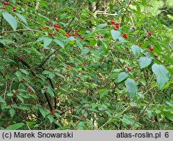 Lonicera chrysantha var. chrysantha (suchodrzew mandżurski)