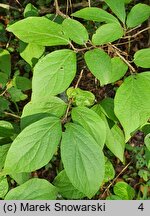 Lonicera chrysantha var. chrysantha (suchodrzew mandżurski)