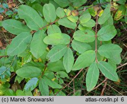 Lonicera caerulea (wiciokrzew siny)