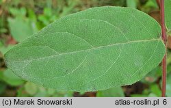 Lonicera caerulea (wiciokrzew siny)