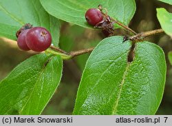 Lonicera morrowii (wiciokrzew Morrowa)