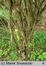 Lonicera morrowii (wiciokrzew Morrowa)