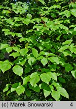 Cornus alternifolia (dereń skrętolistny)