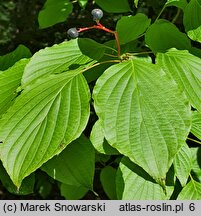 Cornus alternifolia (dereń skrętolistny)