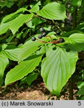 Cornus alternifolia (dereń skrętolistny)