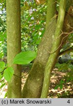 Cornus alternifolia (dereń skrętolistny)