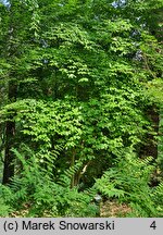 Cornus alternifolia (dereń skrętolistny)