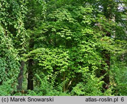 Cornus alternifolia (dereń skrętolistny)