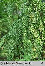 Carpinus betulus Pendula