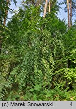 Carpinus betulus Pendula