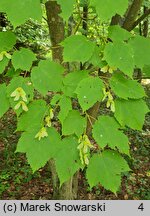 Acer spicatum (klon kłosowy)