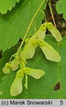 Acer spicatum (klon kłosowy)