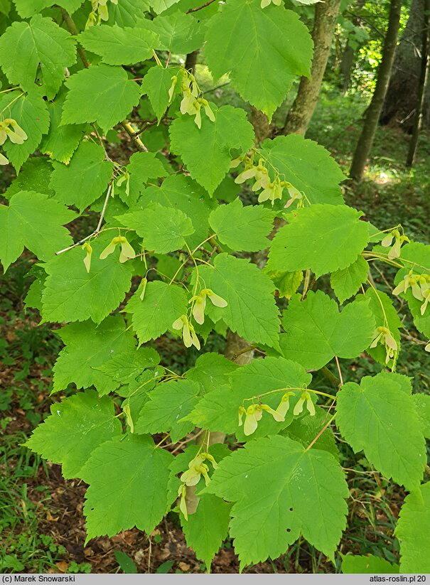 Acer spicatum (klon kłosowy)