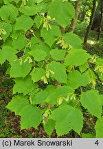 Acer spicatum (klon kłosowy)