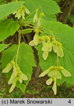 Acer spicatum (klon kłosowy)