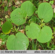 Cercidiphyllum magnificum (grujecznik wspaniały)