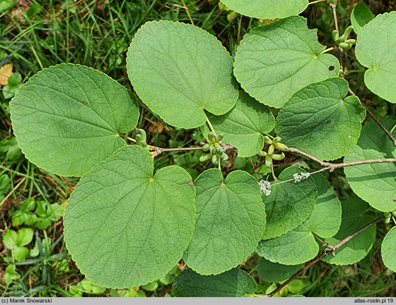 Cercidiphyllum magnificum (grujecznik wspaniały)