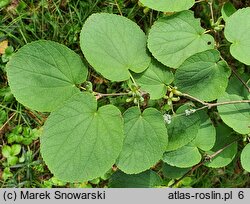 Cercidiphyllum magnificum (grujecznik wspaniały)