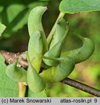 Cercidiphyllum magnificum (grujecznik wspaniały)