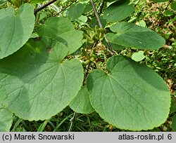 Cercidiphyllum magnificum (grujecznik wspaniały)