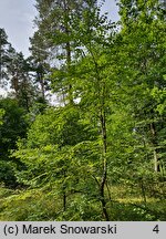 Cercidiphyllum magnificum (grujecznik wspaniały)