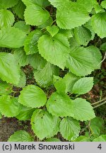 Viburnum dentatum (kalina zębata)