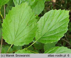 Viburnum dentatum (kalina zębata)