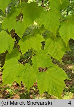 Acer argutum (klon ostroząbkowy)